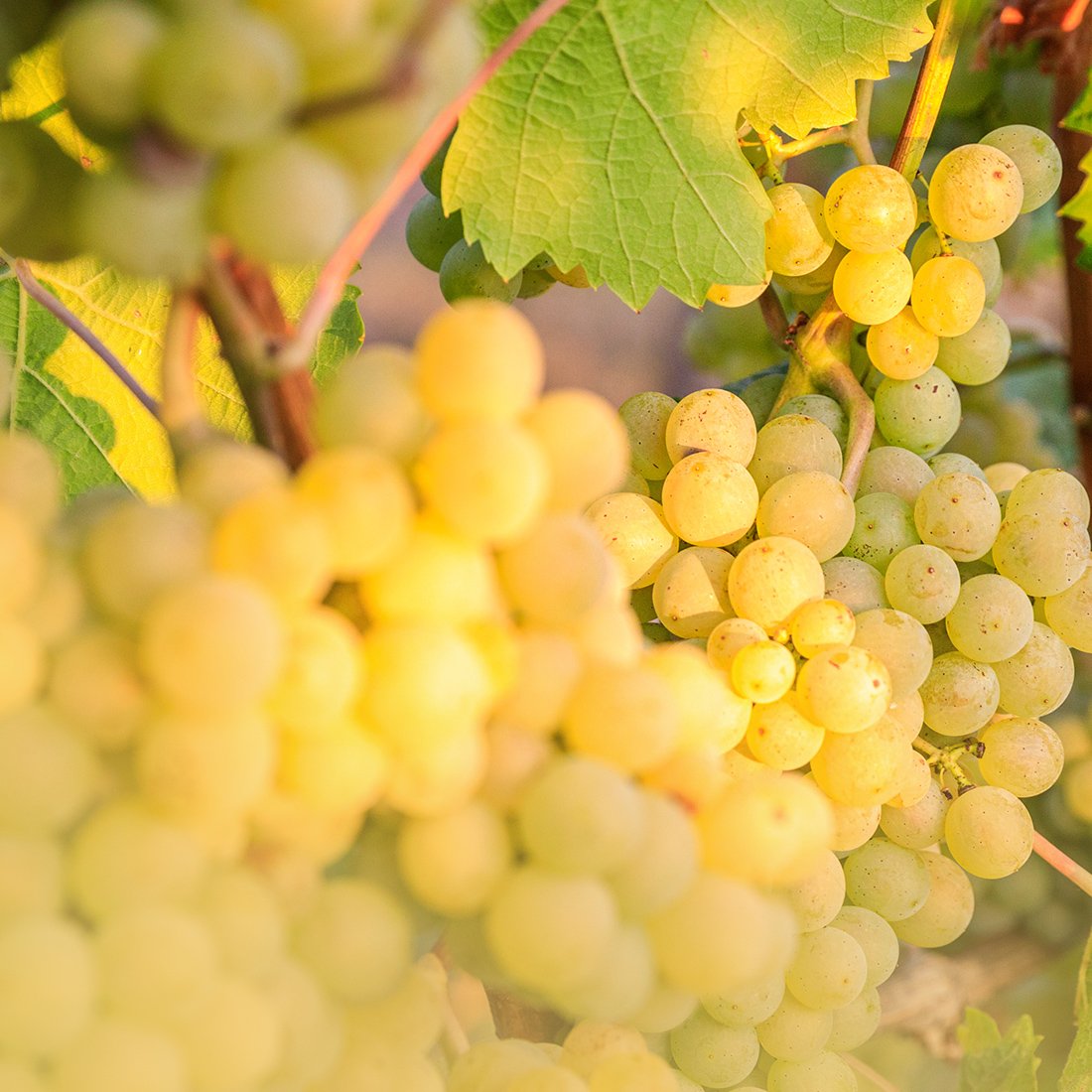 Goldgelbe Trauben sorgen für paradiesische Weine im Weinparadies Franken